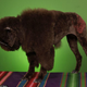 Illustration for article titled A funny, weird, sweet passion for competitive dog grooming